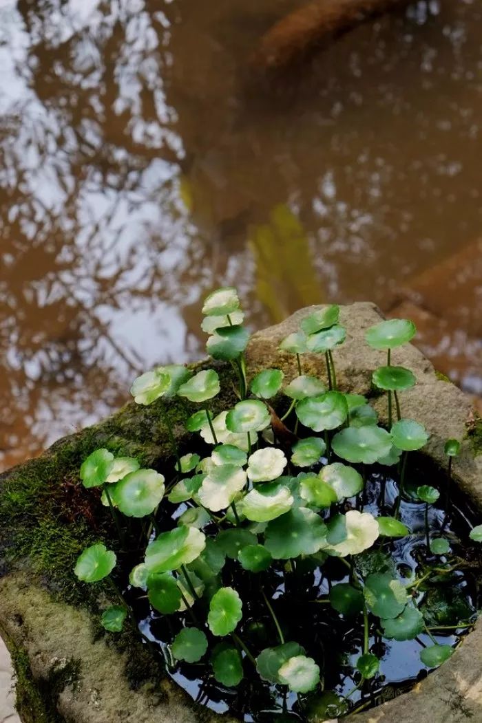 关于节气雨水的诗句（雨水节气十首诗词）