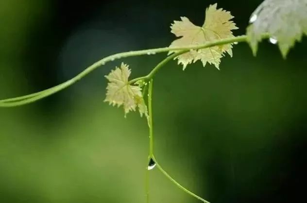 关于节气雨水的诗句（雨水节气十首诗词）